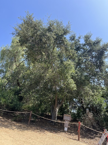 iNaturalist observation photo of coast live oak