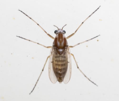 Procladius bellus (Loew, 1866)
