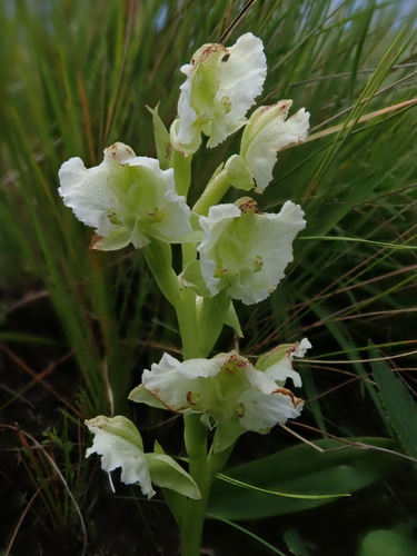 Image of Pterygodium hastatum by no rights reserved