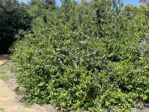 iNaturalist observation photo of lemonade berry