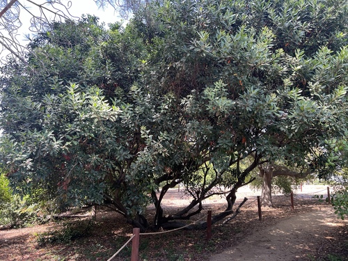 iNaturalist observation photo of Toyon