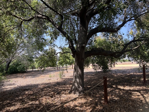 iNaturalist observation photo of coast live oak