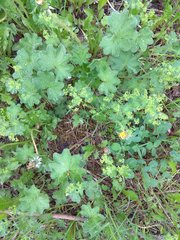 Alchemilla micans