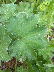 Alchemilla micans
