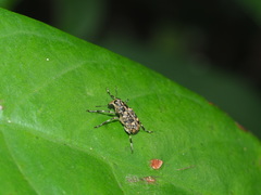 Litocerus communis