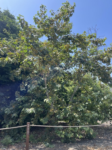 iNaturalist observation photo of western sycamore