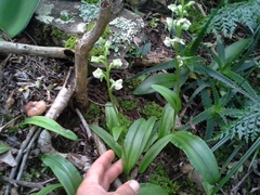 Pterygodium hastatum