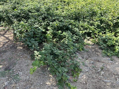 iNaturalist observation photo of Pacific Berries