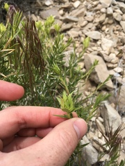 Hecastocleis shockleyi