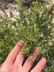 Hecastocleis shockleyi
