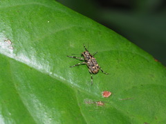 Litocerus communis