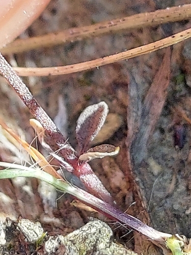 Image of Senega verticillata by no rights reserved