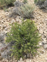Hecastocleis shockleyi