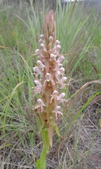 Satyrium cristatum cristatum