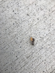 Tetramorium immigrans
