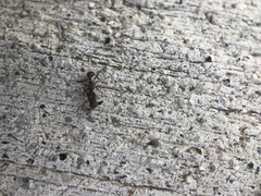 Tetramorium immigrans