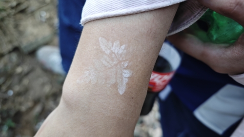 Aleuritopteris argentea iNat (1)