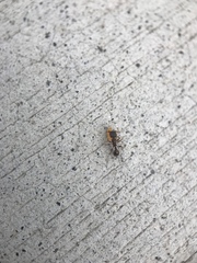 Tetramorium immigrans