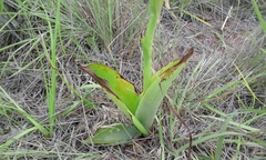 Satyrium cristatum cristatum