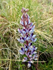 Lupinus plattensis