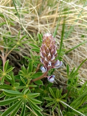 Lupinus plattensis