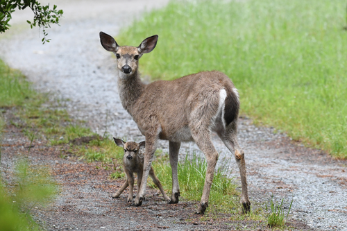 iNaturalist observation photo of Columbian Black-tailed Deer