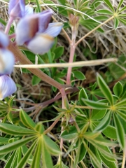 Lupinus plattensis