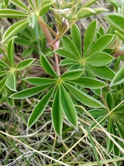 Lupinus plattensis