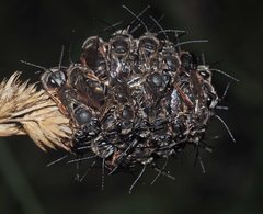 Lipotriches submoerens