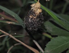 Lipotriches submoerens