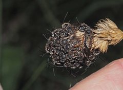 Lipotriches submoerens