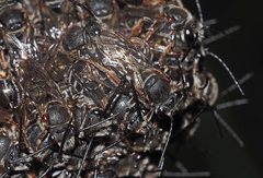 Lipotriches submoerens