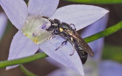 Hylaeus quadriceps