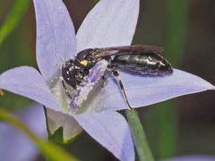 Hylaeus quadriceps