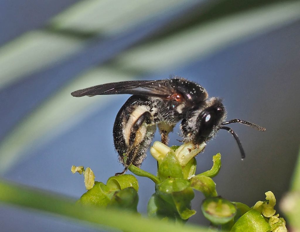 Launceston Leioproctus