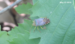Acanthosoma denticaudum
