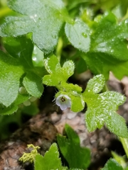 Nemophila parviflora
