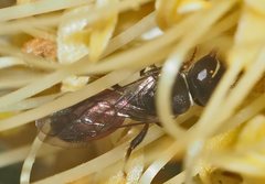 Hylaeus littleri
