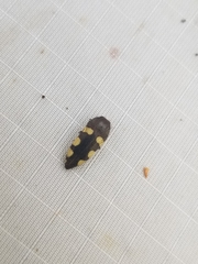 Acmaeodera sinuata sexnotata
