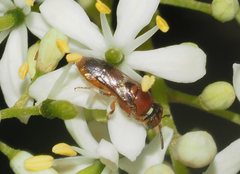Pachyprosopis kellyi