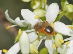Pachyprosopis kellyi