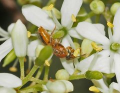 Pachyprosopis kellyi