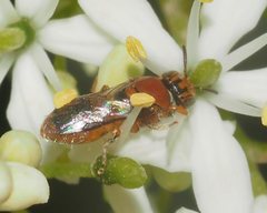 Pachyprosopis kellyi