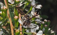 Lasioglossum peraustrale