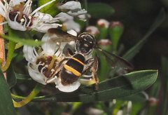 Lasioglossum peraustrale