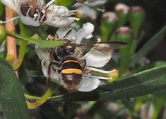 Lasioglossum peraustrale