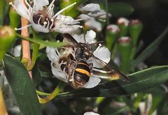 Lasioglossum peraustrale