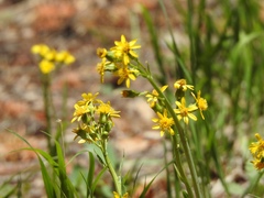 Senecio wootonii
