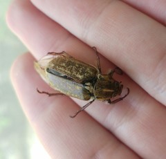 Anoxia maculiventris