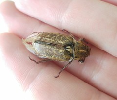 Anoxia maculiventris